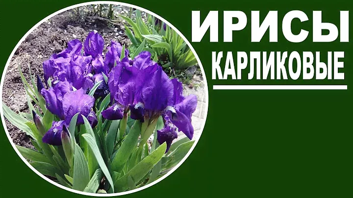 Ирисы карликовые Многолетние цветы в саду и на даче