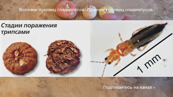 Гладиолусы. Как отличить старую луковицу от молодой. Как избавиться от трипсов.