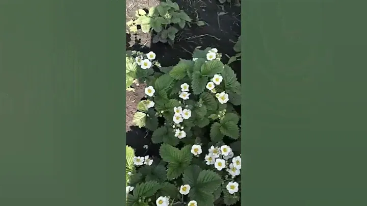 Цветет земляника #огород