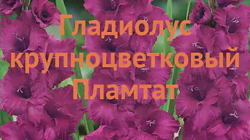Гладиолус крупноцветковый Пламтат (gladiolus) 🌿 обзор: как сажать, луковицы гладиолуса Пламтат