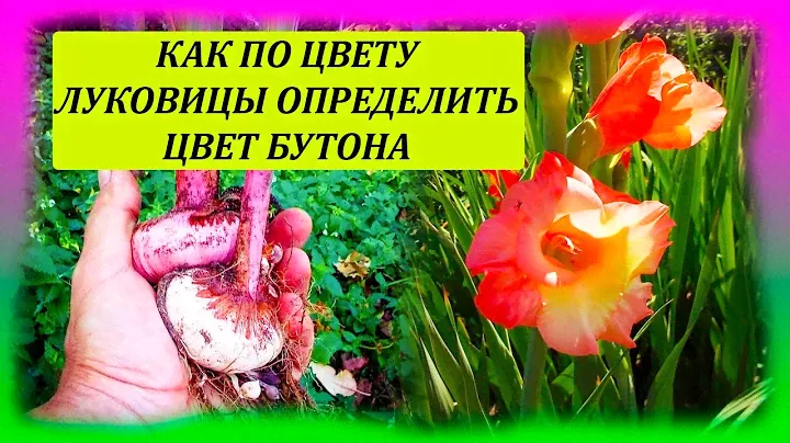 КАК ПО ЦВЕТУ ЛУКОВИЦЫ ГЛАДИОЛУСА ОПРЕДЕЛИТЬ ЦВЕТ БУТОНА. ВЫРАЩИВАНИЕ ГЛАДИОЛУСОВ. Гладиолусы.